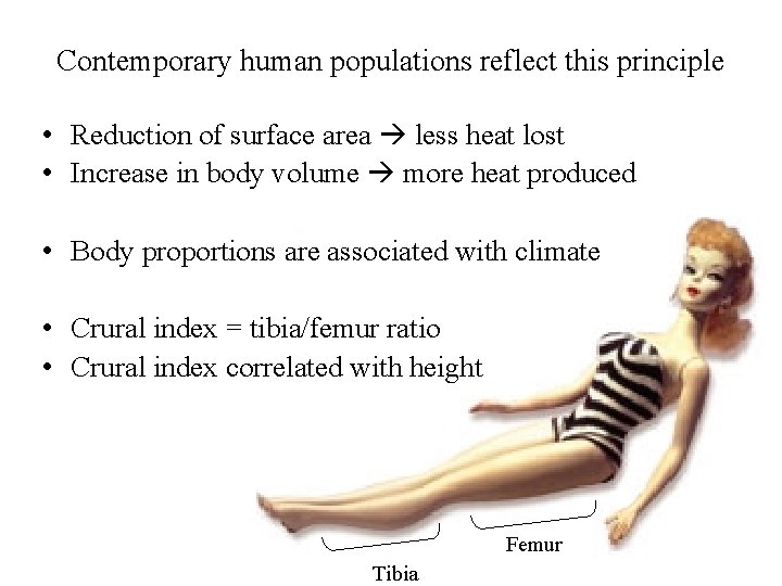 Contemporary human populations reflect this principle • Reduction of surface area less heat lost Contemporary human populations reflect this principle • Reduction of surface area less heat lost