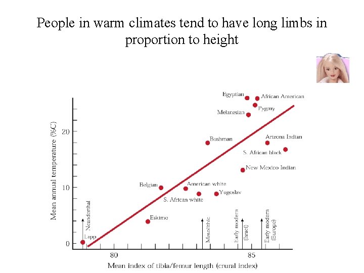 People in warm climates tend to have long limbs in proportion to height People in warm climates tend to have long limbs in proportion to height