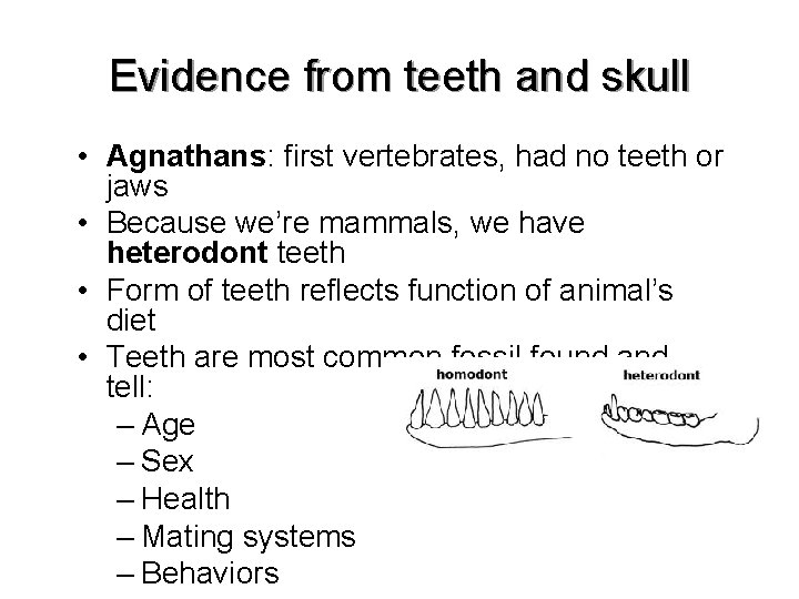 Evidence from teeth and skull • Agnathans: first vertebrates, had no teeth or jaws Evidence from teeth and skull • Agnathans: first vertebrates, had no teeth or jaws