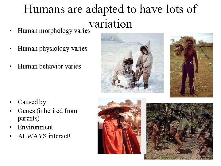 • Humans are adapted to have lots of variation Human morphology varies • • Humans are adapted to have lots of variation Human morphology varies •
