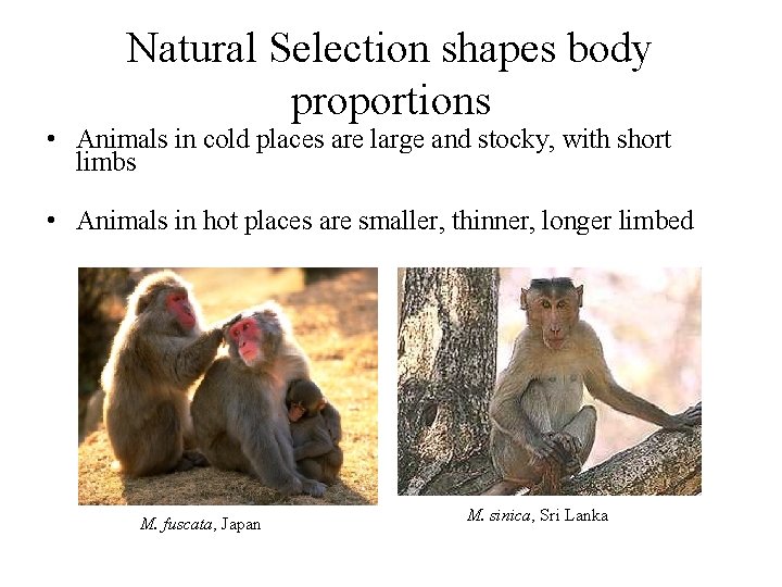Natural Selection shapes body proportions • Animals in cold places are large and stocky, Natural Selection shapes body proportions • Animals in cold places are large and stocky,