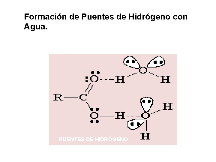 Formación de Puentes de Hidrógeno con Agua. PUENTES DE HIDRÓGENO 