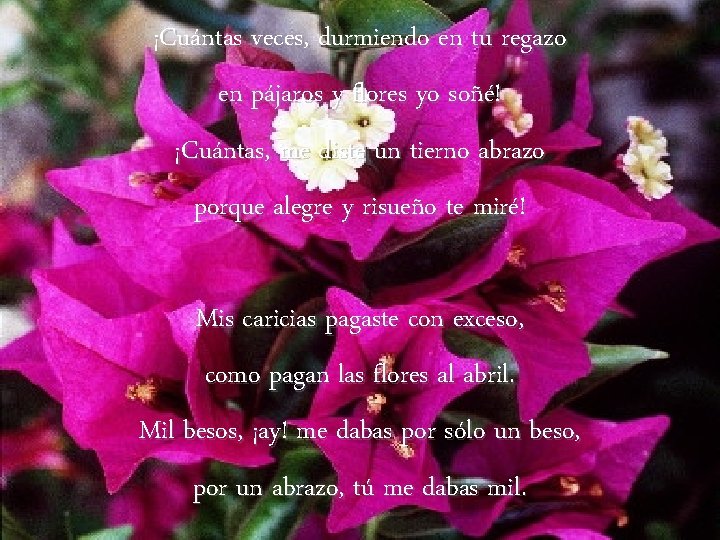 ¡Cuántas veces, durmiendo en tu regazo en pájaros y flores yo soñé! ¡Cuántas, me