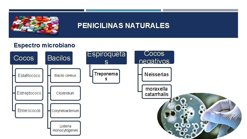 PENICILINAS NATURALES Espectro microbiano Cocos Estafilococo Bacilos Bacilo cereus Estreptococo Clostridium Enterococos Corynebacterium Listeria