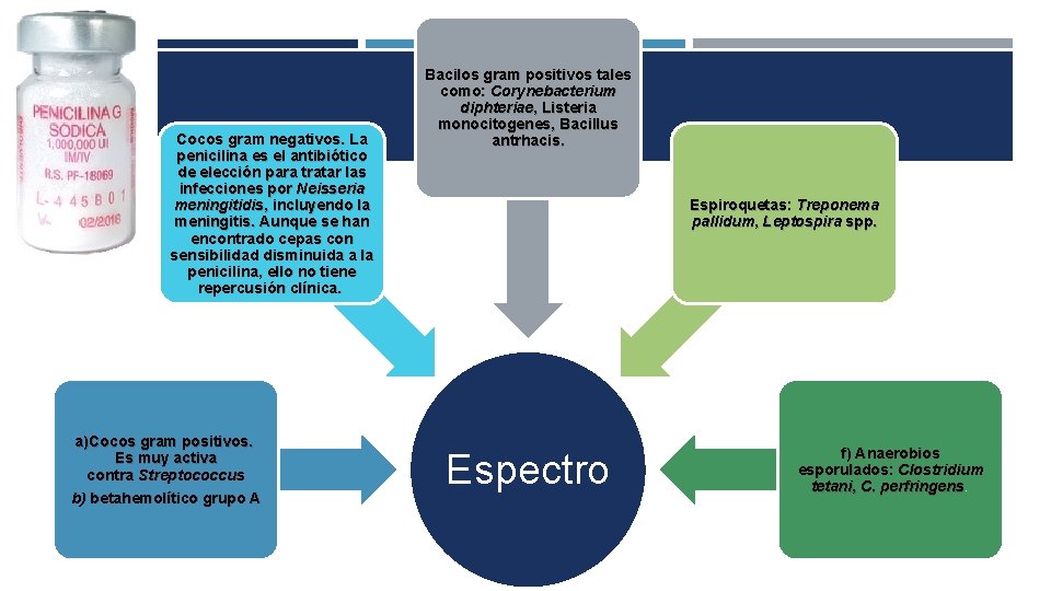 Cocos gram negativos. La penicilina es el antibiótico de elección para tratar las infecciones