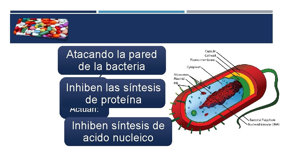 Atacando la pared de la bacteria Antibiótico Inhiben las síntesis sde proteína Actúan: Inhiben