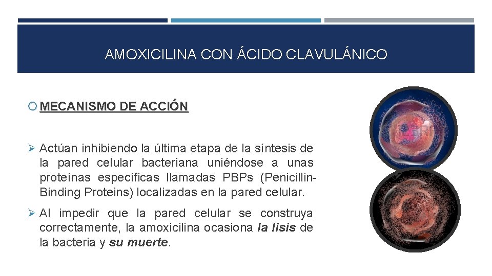 AMOXICILINA CON ÁCIDO CLAVULÁNICO MECANISMO DE ACCIÓN Actúan inhibiendo la última etapa de la