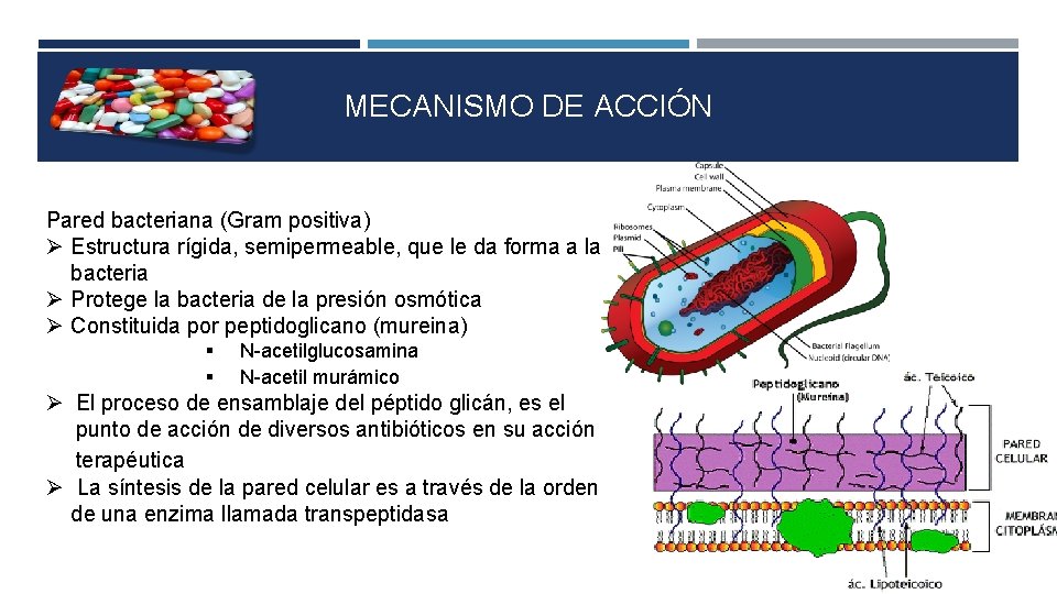 MECANISMO DE ACCIÓN Pared bacteriana (Gram positiva) Estructura rígida, semipermeable, que le da forma