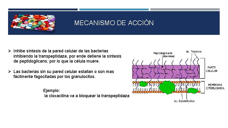 MECANISMO DE ACCIÓN Inhibe síntesis de la pared celular de las bacterias inhibiendo la