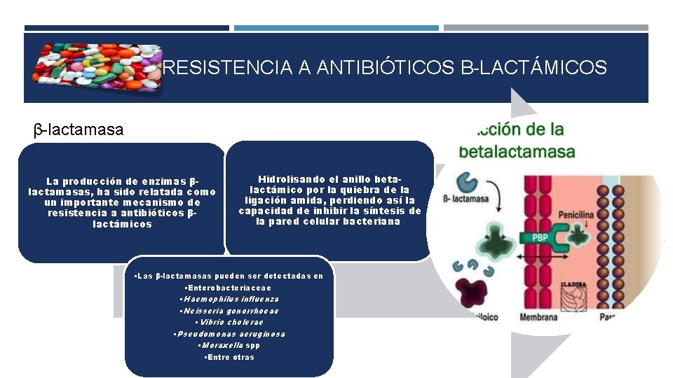 RESISTENCIA A ANTIBIÓTICOS Β LACTÁMICOS β lactamasa La producción de enzimas βlactamasas, ha sido