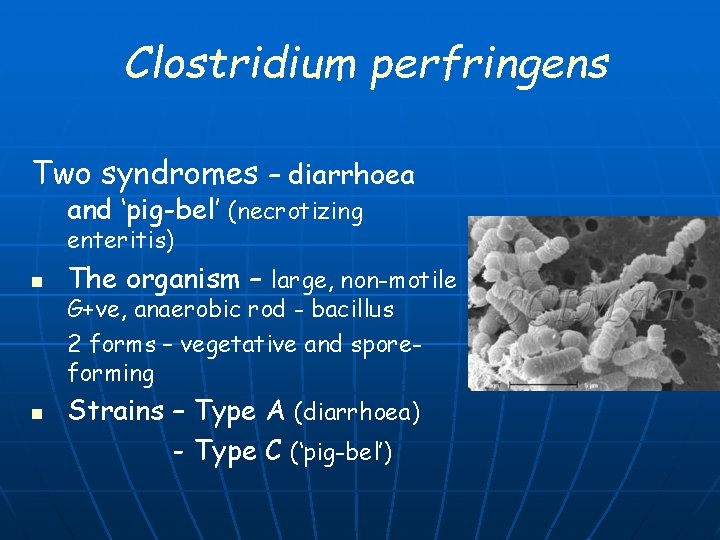 Clostridium perfringens Two syndromes – diarrhoea and ‘pig-bel’ (necrotizing enteritis) n n The organism