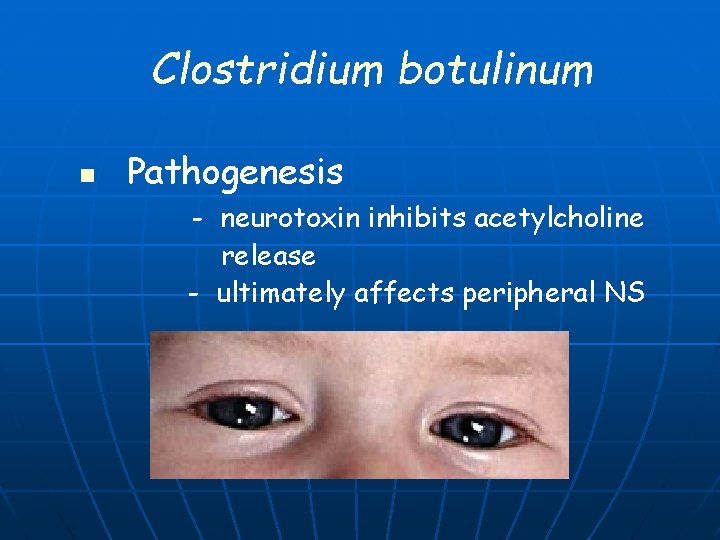 Clostridium botulinum n Pathogenesis - neurotoxin inhibits acetylcholine release - ultimately affects peripheral NS
