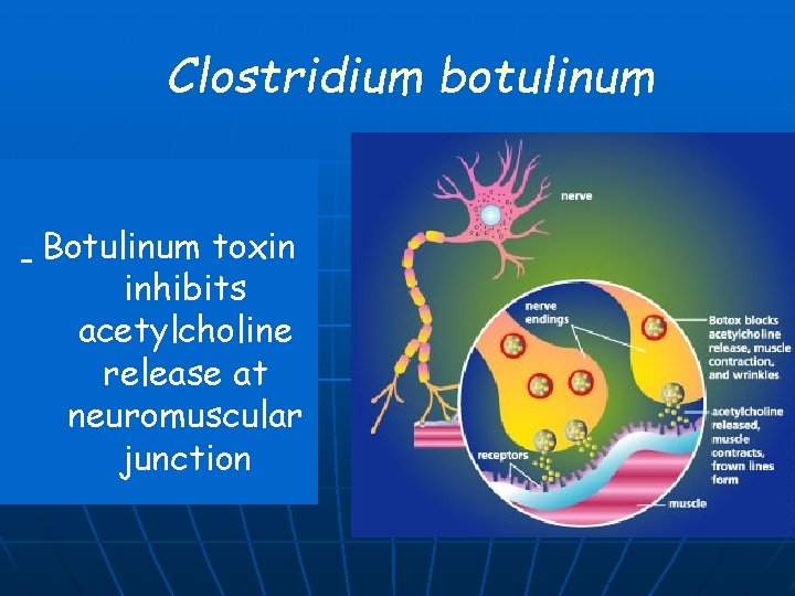 Clostridium botulinum Botulinum toxin inhibits acetylcholine release at neuromuscular junction 