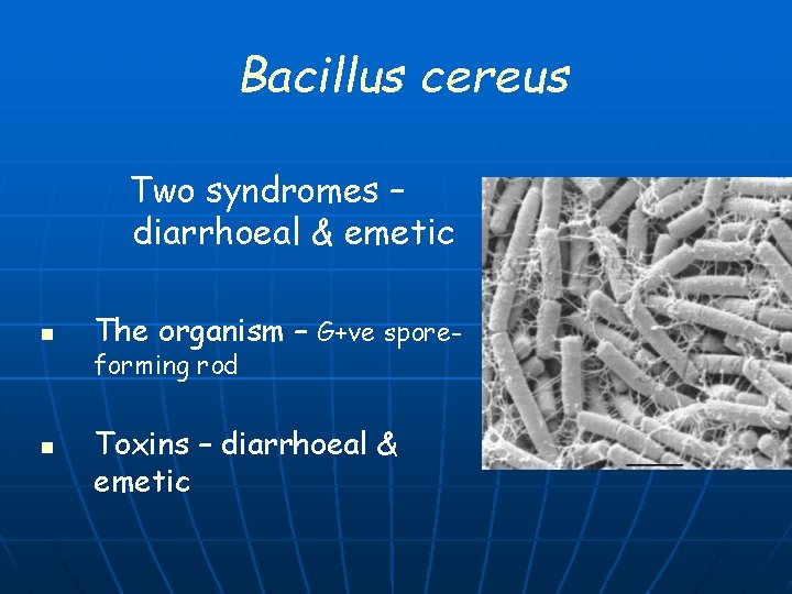 Bacillus cereus Two syndromes – diarrhoeal & emetic n n The organism – G+ve