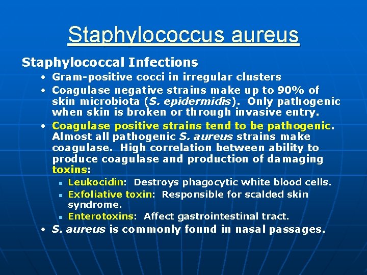 Staphylococcus aureus Staphylococcal Infections • Gram-positive cocci in irregular clusters • Coagulase negative strains