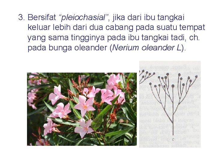 3. Bersifat “pleiochasial”, jika dari ibu tangkai keluar lebih dari dua cabang pada suatu
