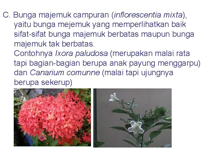 C. Bunga majemuk campuran (inflorescentia mixta), yaitu bunga mejemuk yang memperlihatkan baik sifat-sifat bunga