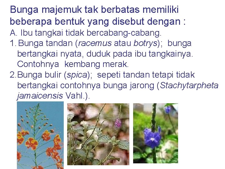 Bunga majemuk tak berbatas memiliki beberapa bentuk yang disebut dengan : A. Ibu tangkai
