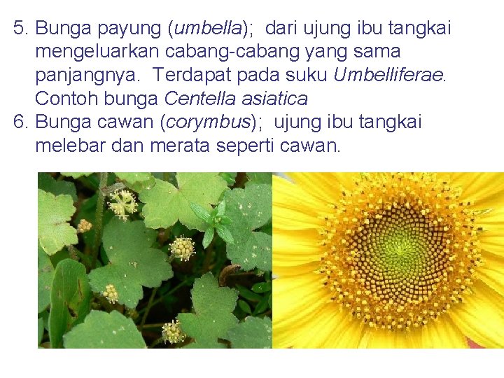 5. Bunga payung (umbella); dari ujung ibu tangkai mengeluarkan cabang-cabang yang sama panjangnya. Terdapat