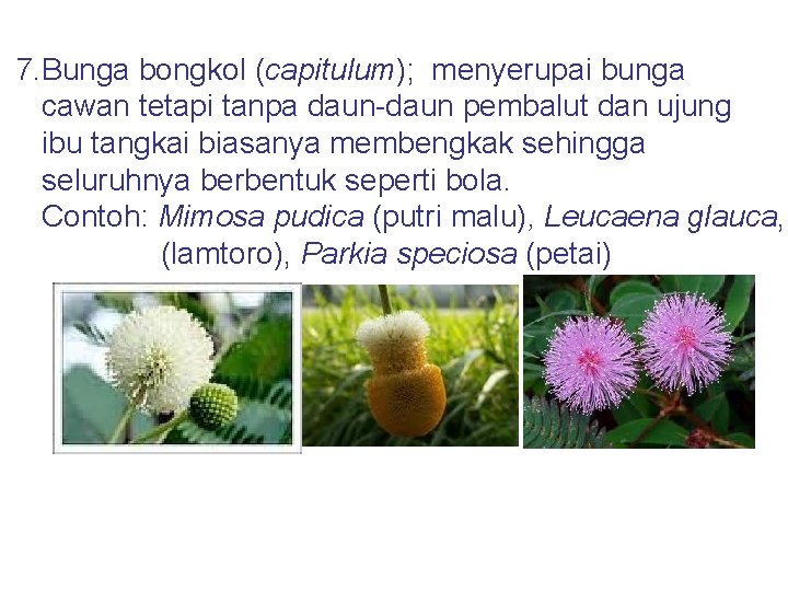7. Bunga bongkol (capitulum); menyerupai bunga cawan tetapi tanpa daun-daun pembalut dan ujung ibu