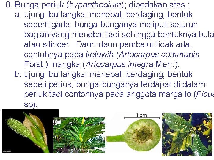 8. Bunga periuk (hypanthodium); dibedakan atas : a. ujung ibu tangkai menebal, berdaging, bentuk