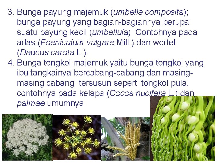 3. Bunga payung majemuk (umbella composita); bunga payung yang bagian-bagiannya berupa suatu payung kecil
