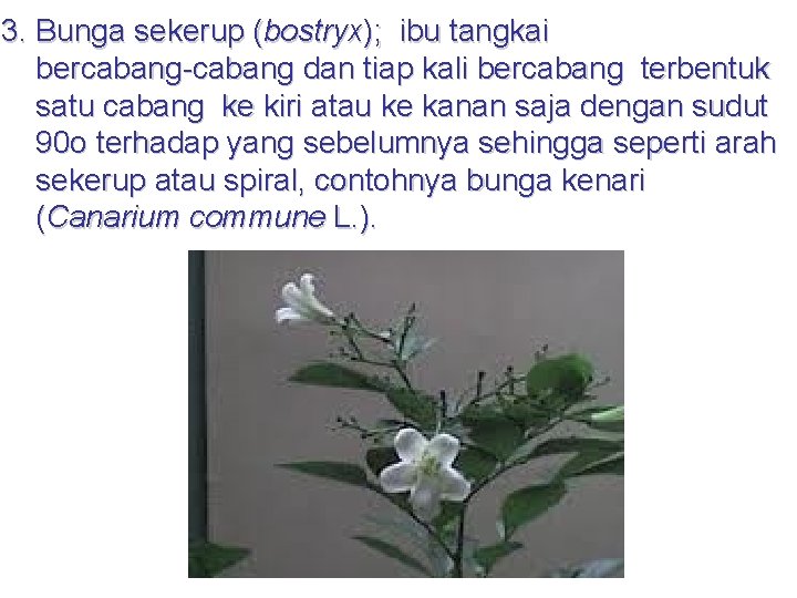 3. Bunga sekerup (bostryx); ibu tangkai bercabang-cabang dan tiap kali bercabang terbentuk satu cabang