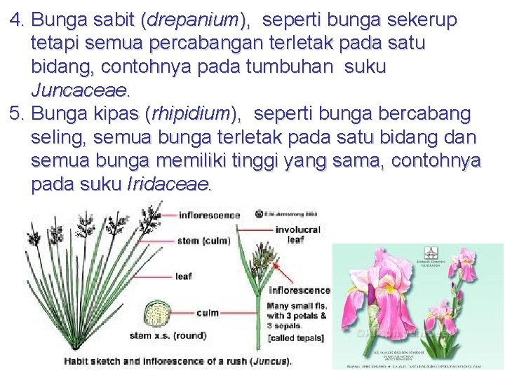 4. Bunga sabit (drepanium), seperti bunga sekerup tetapi semua percabangan terletak pada satu bidang,