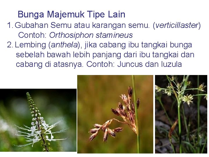 Bunga Majemuk Tipe Lain 1. Gubahan Semu atau karangan semu. (verticillaster) Contoh: Orthosiphon stamineus