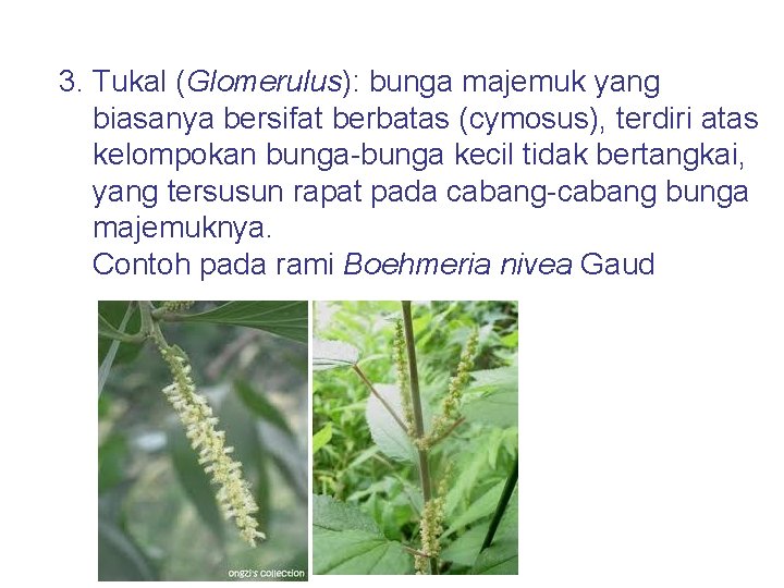 3. Tukal (Glomerulus): bunga majemuk yang biasanya bersifat berbatas (cymosus), terdiri atas kelompokan bunga-bunga