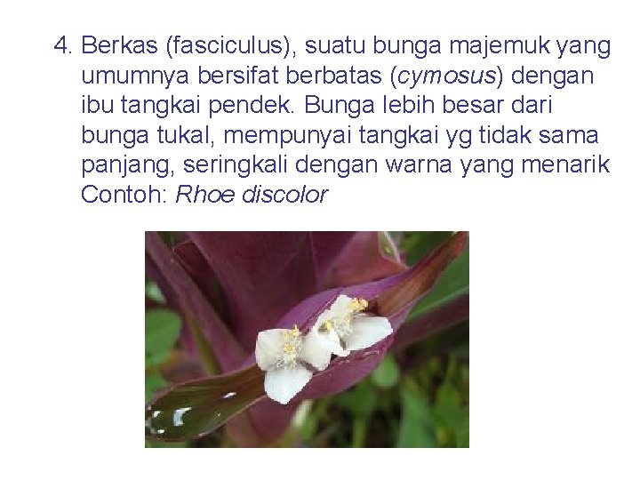 4. Berkas (fasciculus), suatu bunga majemuk yang umumnya bersifat berbatas (cymosus) dengan ibu tangkai