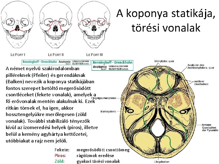 A koponya statikája, törési vonalak A német nyelvű szakirodalomban pilléreknek (Pfeiler) és gerendáknak (Balken)