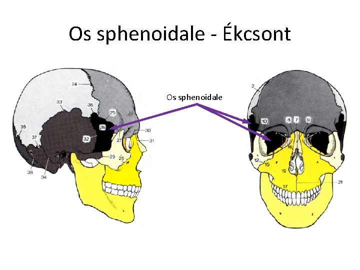 Os sphenoidale - Ékcsont Os sphenoidale 