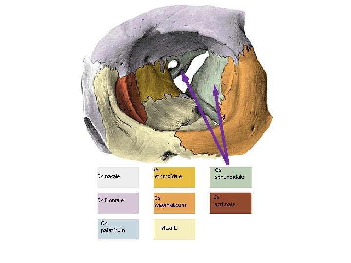 Os nasale Os frontale Os palatinum Os ethmoidale Os zygomaticum Maxilla Os sphenoidale Os