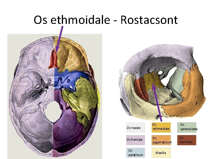 Os ethmoidale - Rostacsont Os nasale Os ethmoidale Os sphenoidale Os frontale Os zygomaticum