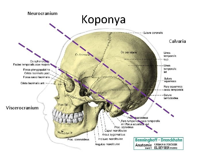 Neurocranium Koponya Calvaria Viscerocranium 