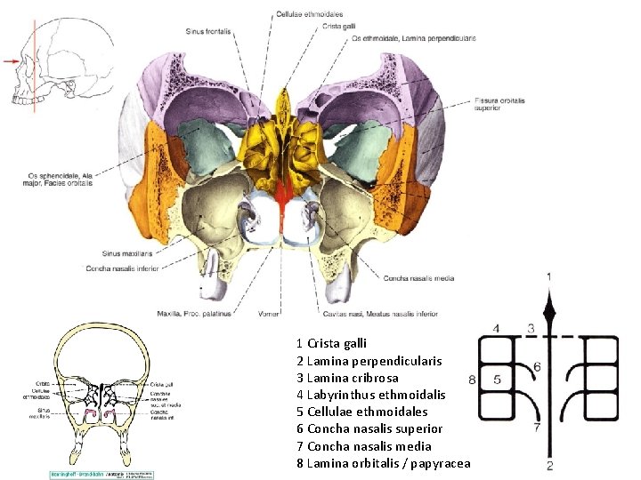 1 Crista galli 2 Lamina perpendicularis 3 Lamina cribrosa 4 Labyrinthus ethmoidalis 5 Cellulae