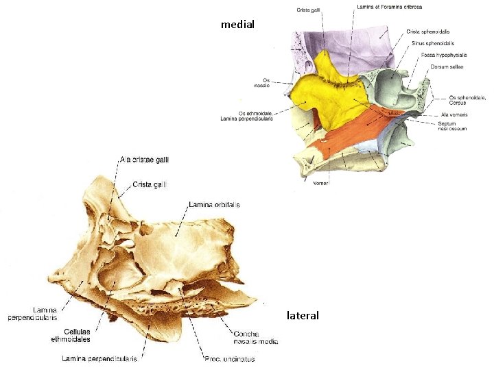 medial lateral 