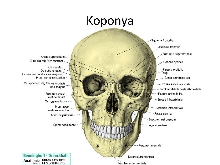 Koponya 