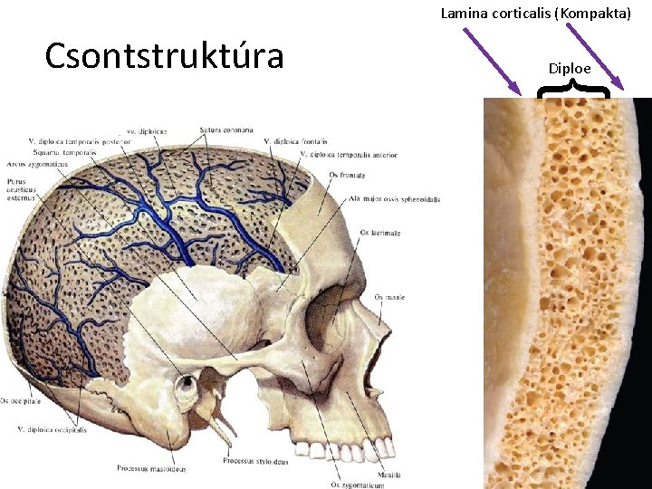 Lamina corticalis (Kompakta) Diploe } Csontstruktúra 