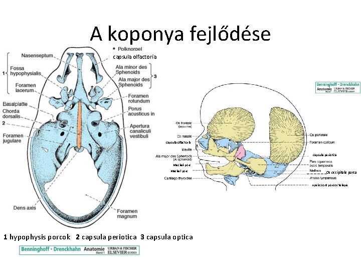 A koponya fejlődése capsula olfactoria capsula periotica Meckel-porc Os occipitale porca nyelvcsont porcos telepe