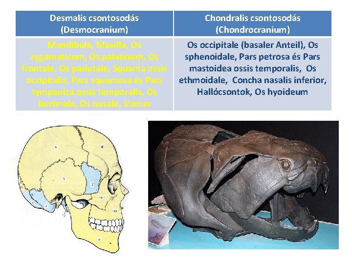 Desmalis csontosodás (Desmocranium) Chondralis csontosodás (Chondrocranium) Mandibula, Maxilla, Os zygomaticum, Os palatinum, Os frontale,