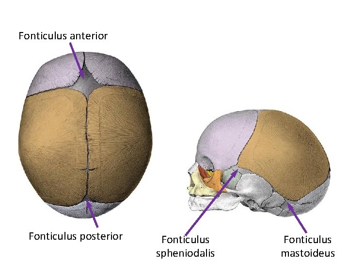 Fonticulus anterior Fonticulus posterior Fonticulus spheniodalis Fonticulus mastoideus 