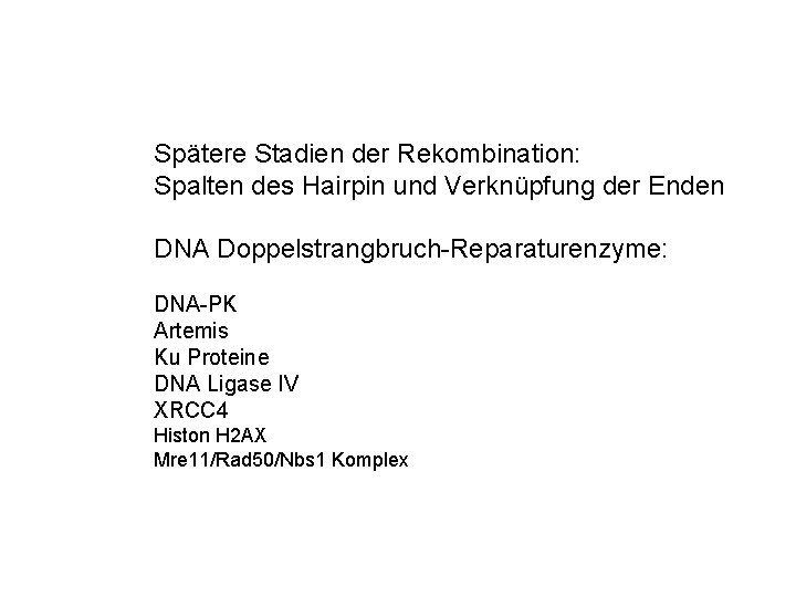 Spätere Stadien der Rekombination: Spalten des Hairpin und Verknüpfung der Enden DNA Doppelstrangbruch-Reparaturenzyme: DNA-PK