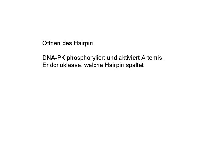 Öffnen des Hairpin: DNA-PK phosphoryliert und aktiviert Artemis, Endonuklease, welche Hairpin spaltet 