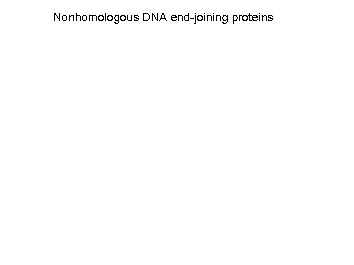Nonhomologous DNA end-joining proteins 