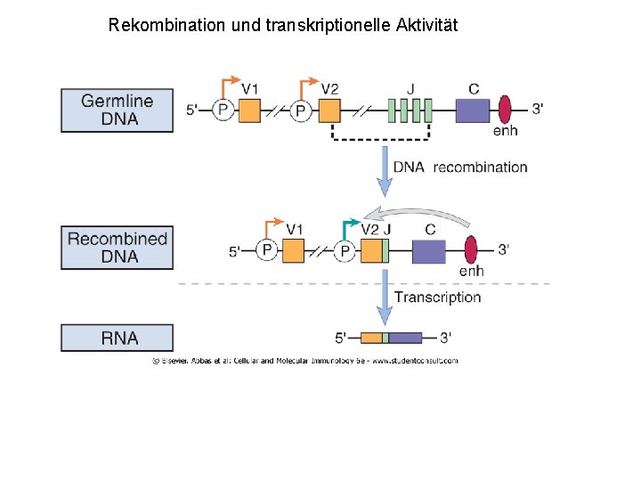 Rekombination und transkriptionelle Aktivität 