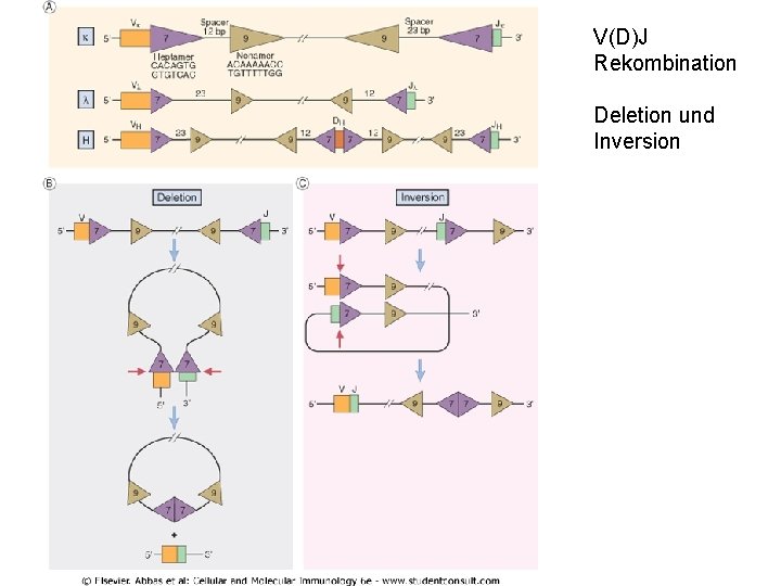 V(D)J Rekombination Deletion und Inversion 