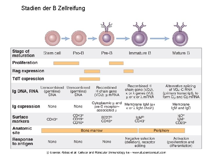 Stadien der B Zellreifung 