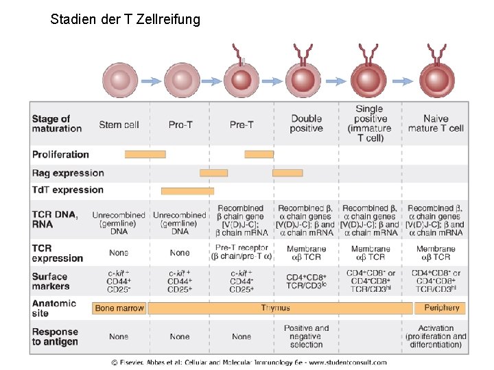 Stadien der T Zellreifung 